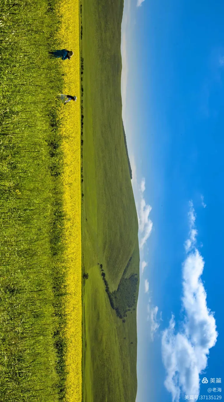 七月的草原